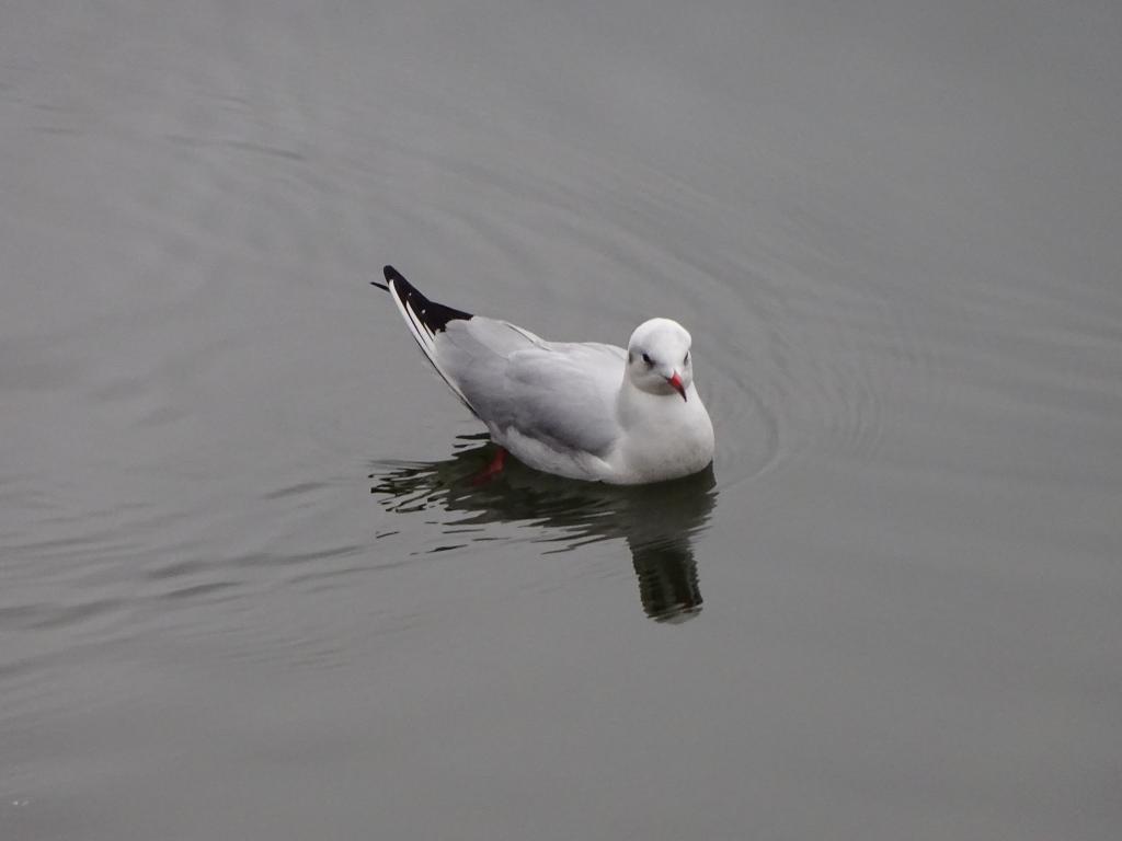 Alarm calls of a single adult floating on the lake.