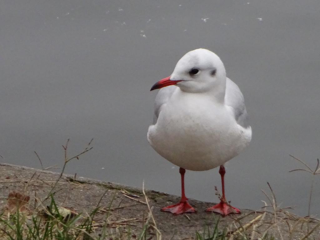 Same red--legged gull.