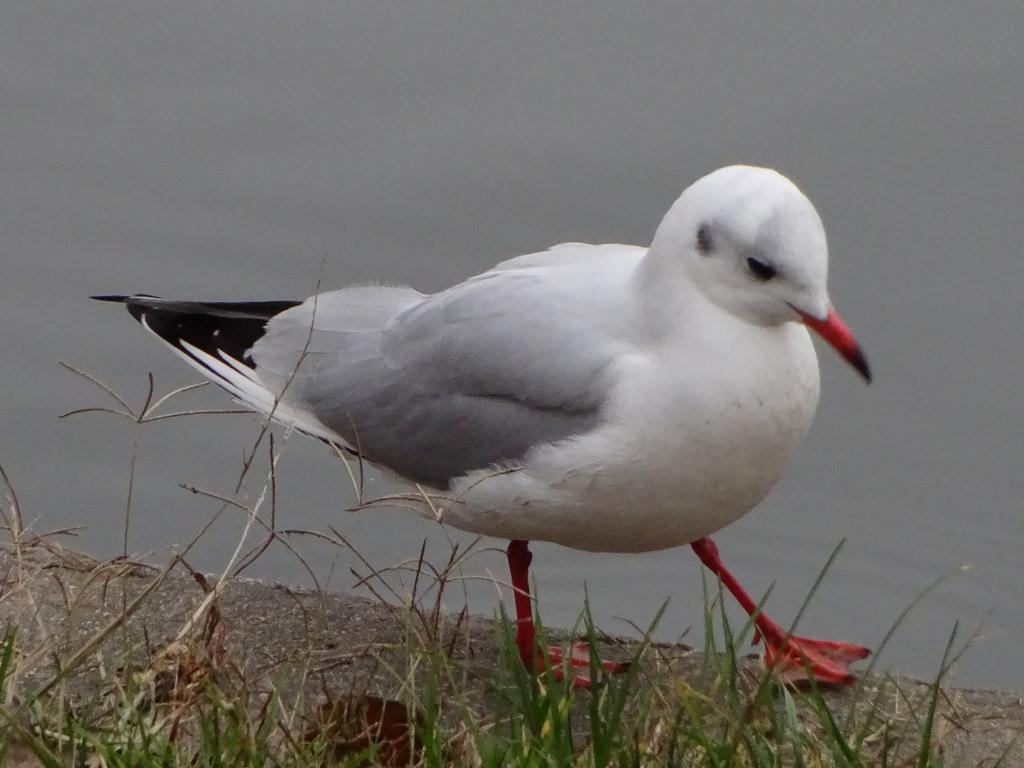 Red--legged gull.