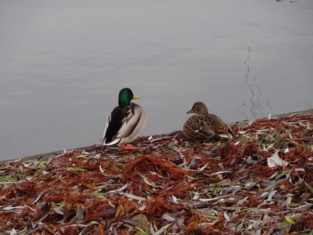 Duck pair.