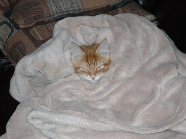 My Kitten Having a cat nap.