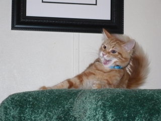 We tried putting a collar on the kitten but i guess he didn't like it :)