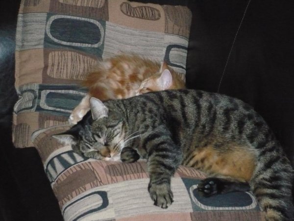 One of my big cats and the little kitten bonding.