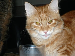 Caught the little bastid kitten stealing some of my chocolate milk.He said he didn't do it.Should i believe him?
