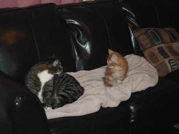 My other big cat meeting the kitten for the first time.They didn't seem to like eachother too much but they learned to live with eachother.