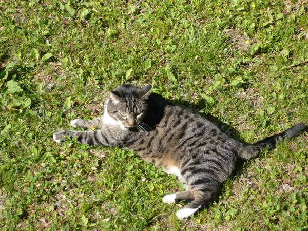 Tig sunbathing