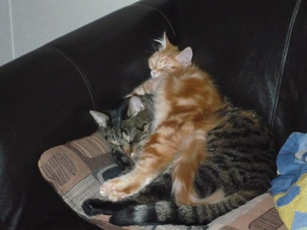 Another View of Mr Whiskers sleeping on top of Simon