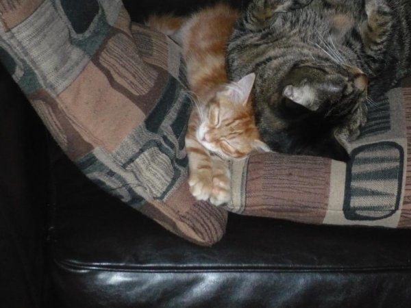 Poor Mr. Whiskers getting crushed :(