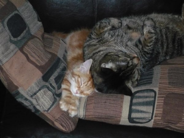 Another view of Mr. Whiskers getting smooshed.