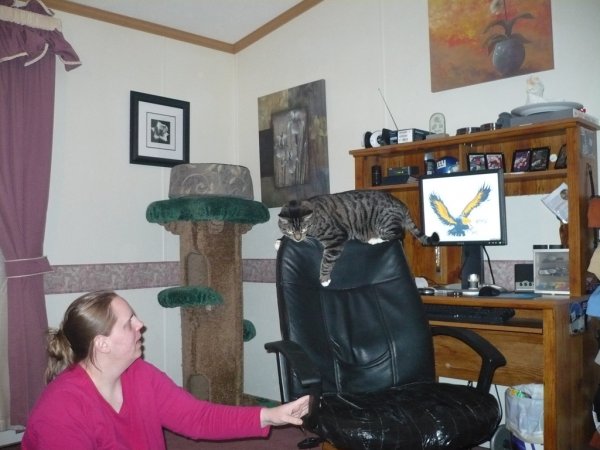 Tig likes to get on top of the chair and then have someone make it spin in circles.Don't worry we don't do it too much :)