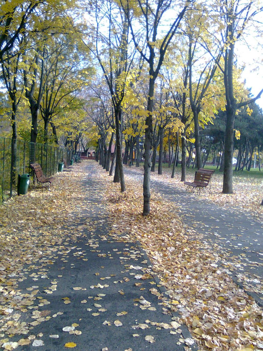 Autumn in the park