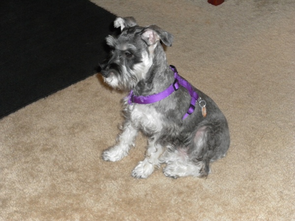 THIS IS ABBIGALE. SHE WAS BORN ON JANUARY 10, 2010. 
SHE IS A MINI SCHNAUZER