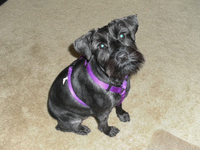 THIS IS PEPPER AND SHE WAS BORN ON AUGUST 26, 2009. SHE ALSO IS A MINI SCHNAUZER.